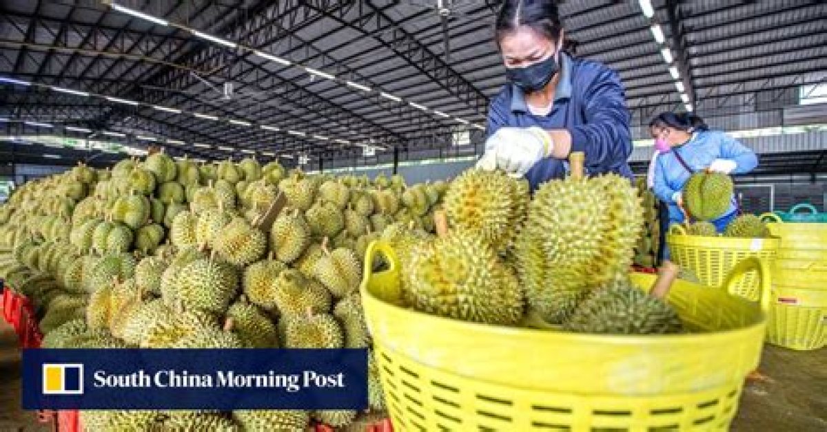 China’s First Durian Sales Just Days Away After Month-Long Delay Due to Weather
