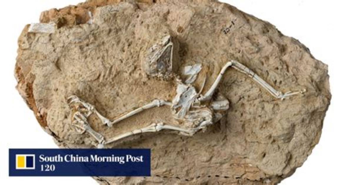 Chinese Fossil Shows Owls ‘Rejected Night for Fun in the Sun’