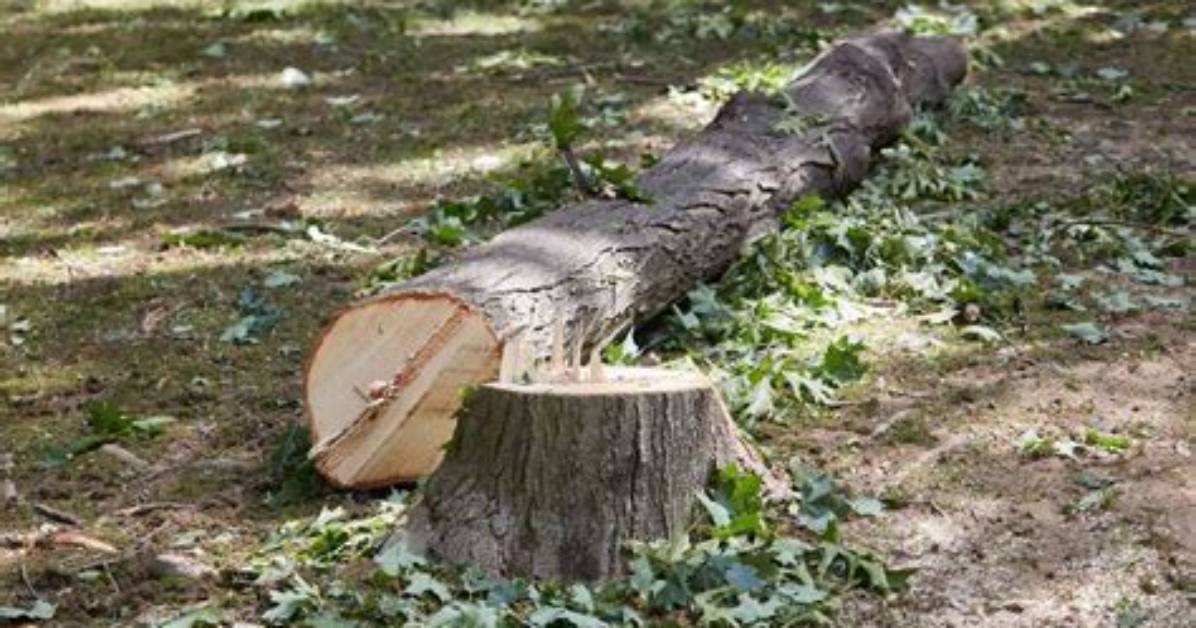 Chopped Down as a Tree