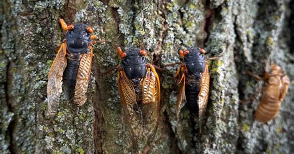 Cicada Season: What to Expect from the Coming Brood That’s Been Underground for 17 Year's