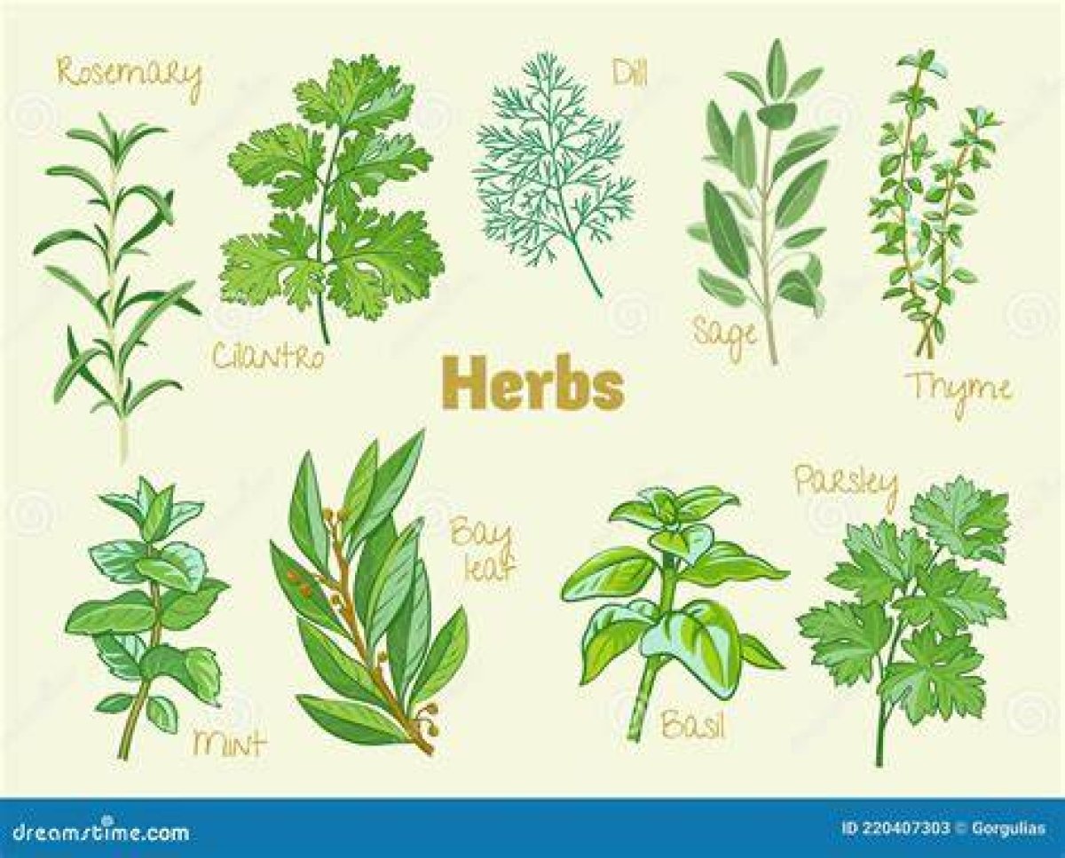 Cilantro Sage and Thyme