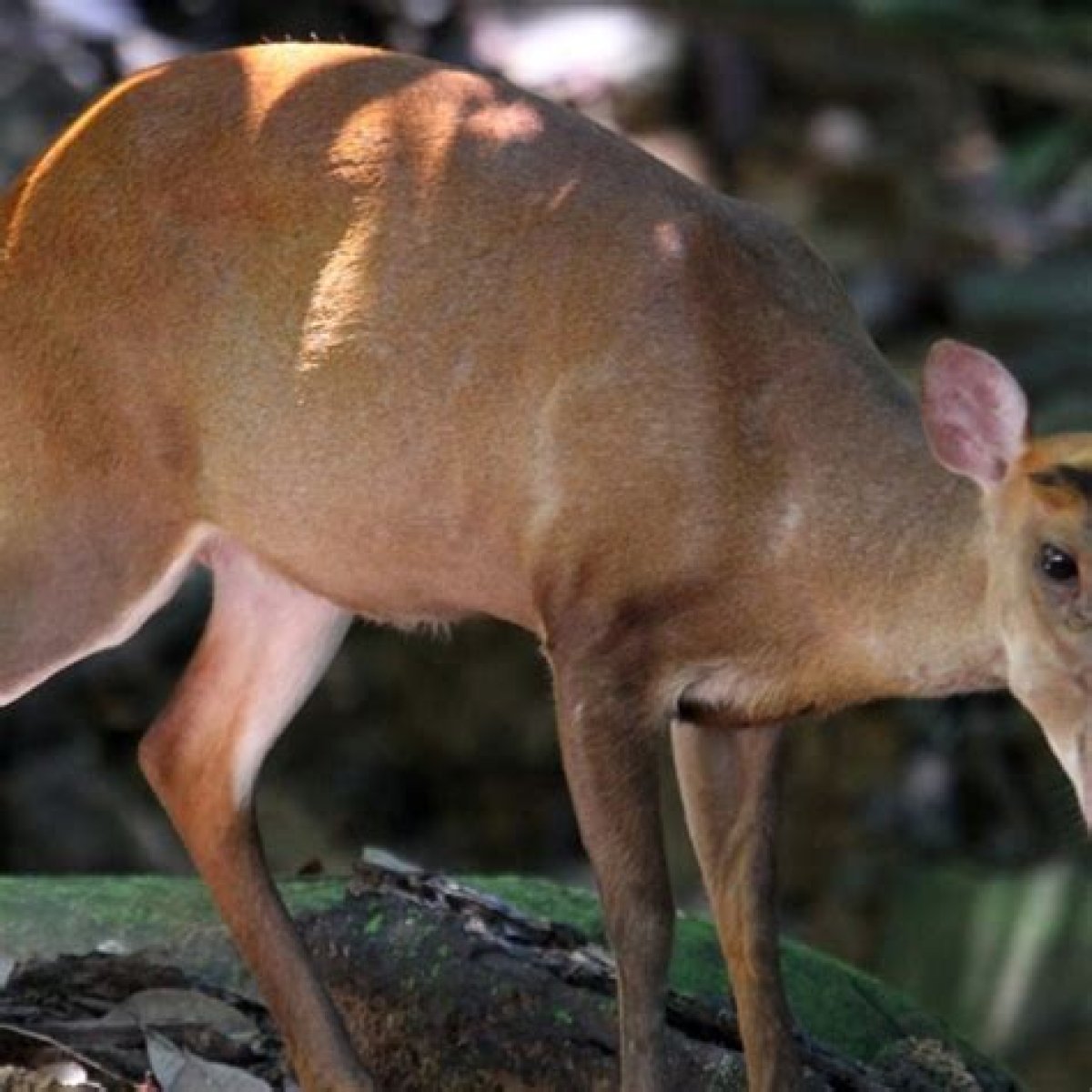 Civet Cats, Barking Deer, Porcupine and Wild Boar: Hong Kong’s Urban Jungle Becoming Home to Wild Animals
