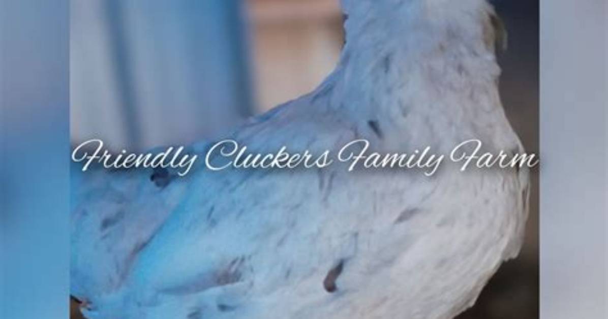 Cluckers on a Farm