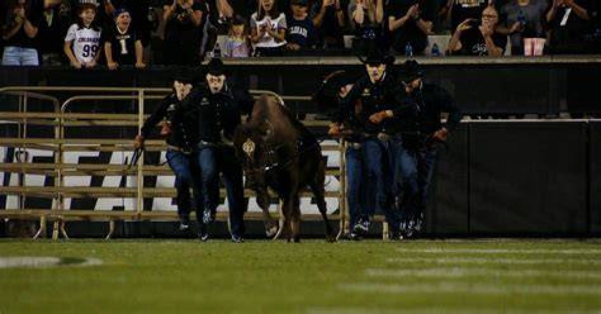 Colorado Voices | Handling Ralphie, the Buffalo