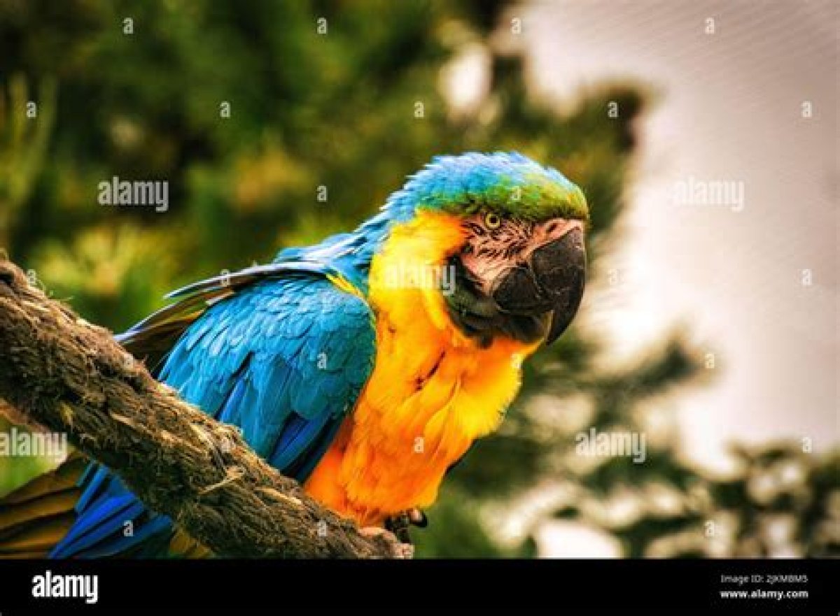 Colorful Parrot Found in South America