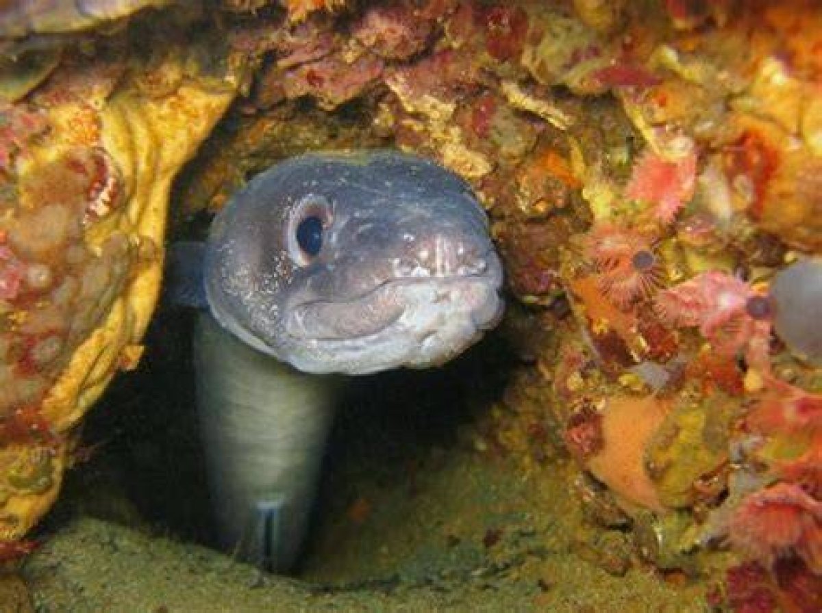 Conger ___ (Long Scaleless Fish)