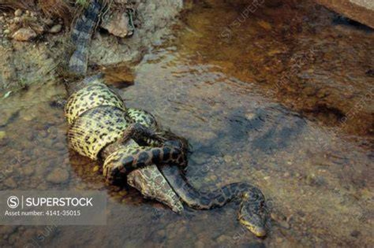 Constricting Serpent Related to the Anaconda