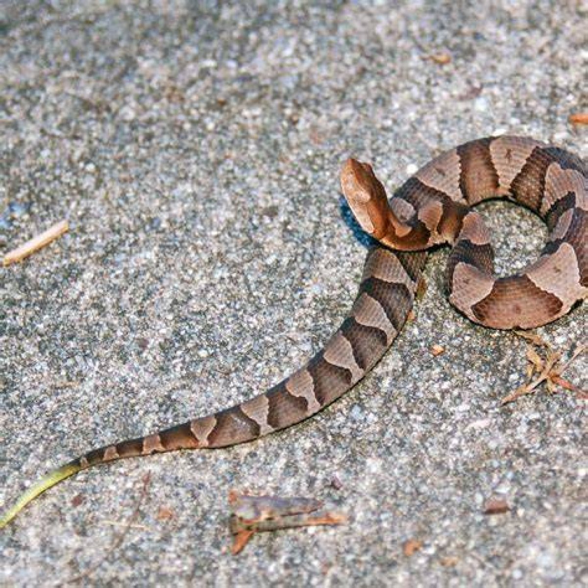 Copperhead News: the Latest Updates and Insights