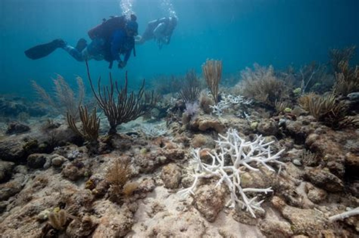 Coral Reefs off Coast of Florida Bleached as Water Temperatures Top 100 Degrees Fahrenheit