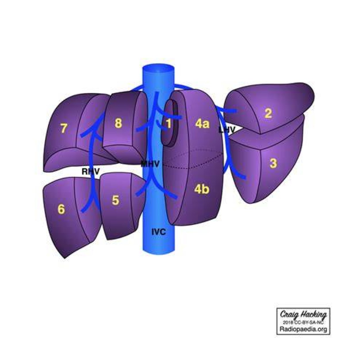 Couinaud's Segments of the Liver Quiz