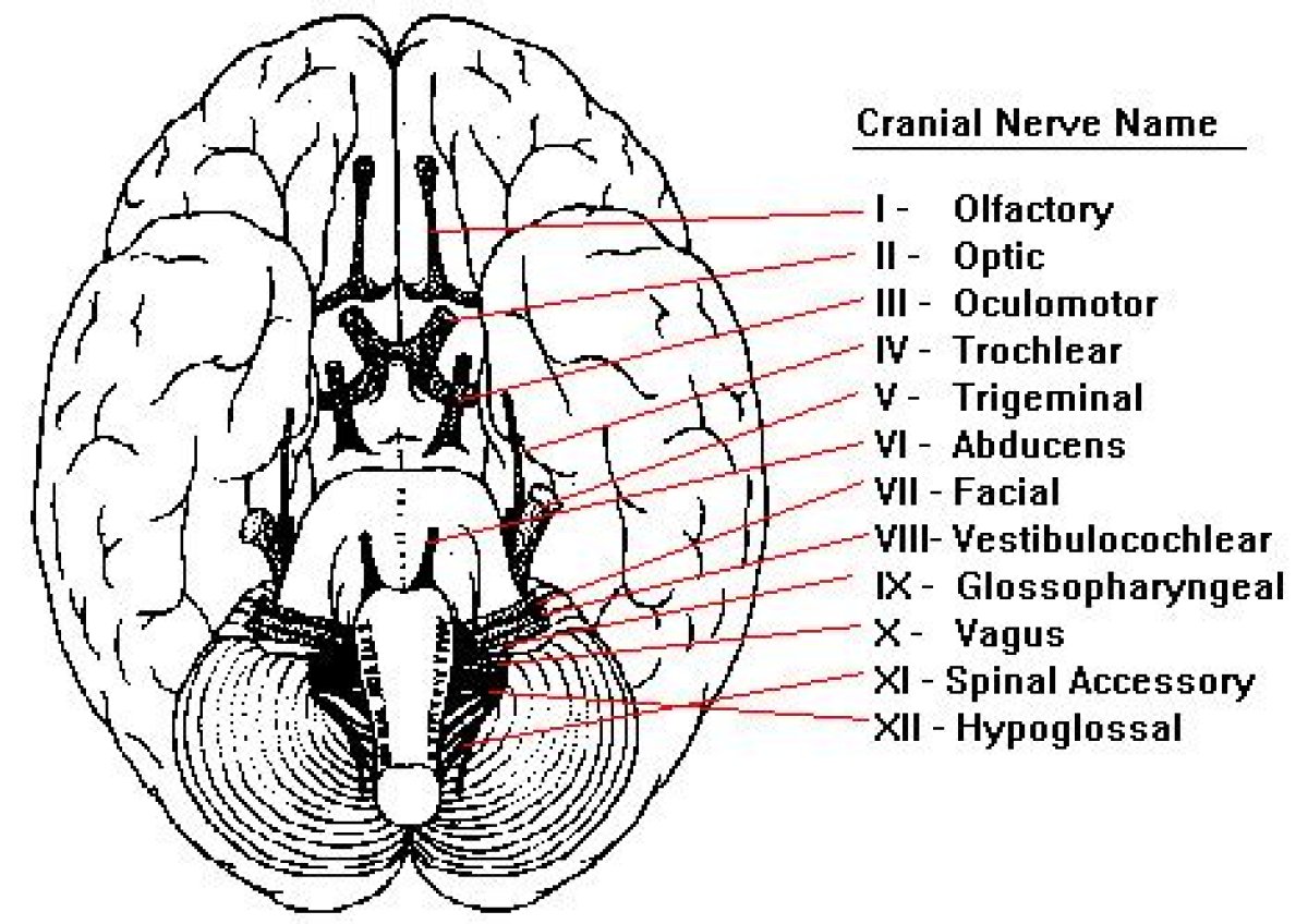 Cranial Nerves with Roman Numerals Quiz