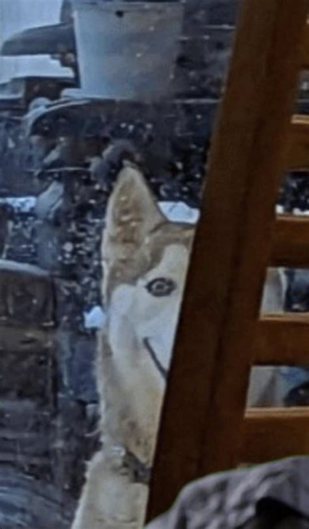 Creepy Photo of Husky Smiling at Door Terrifies Social Media as 'Smile Dog' Returns
