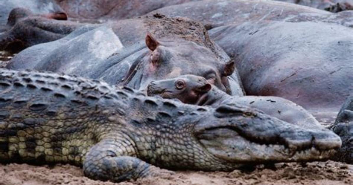 Crocodiles | Nature | Pbs