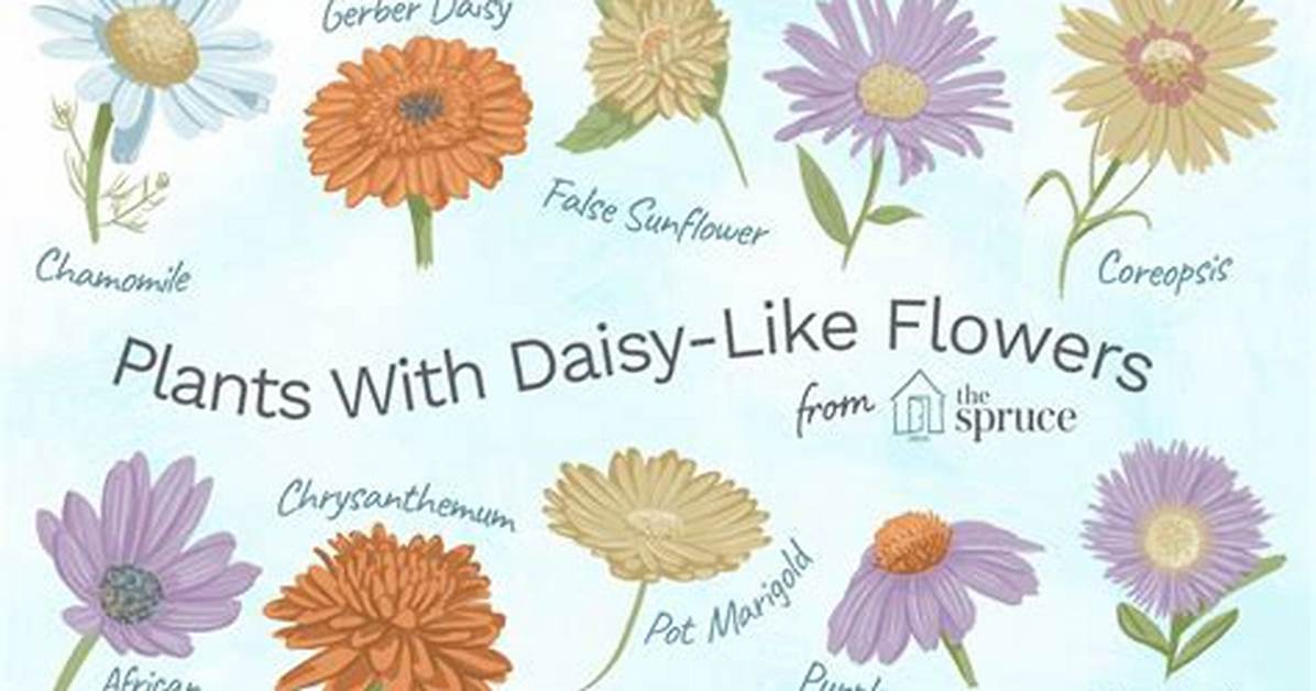 Daisylike Flower