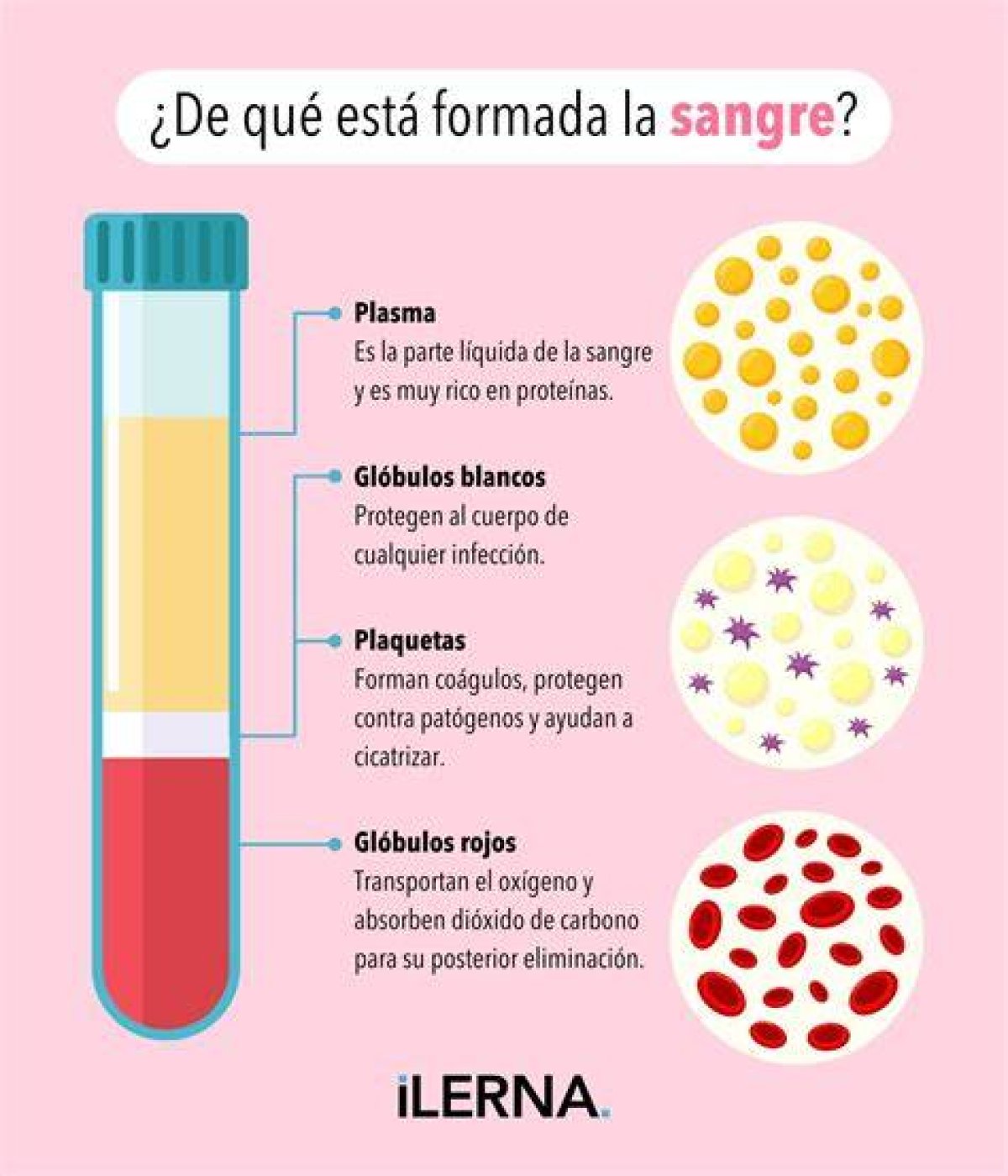 Descubren Cómo Sabe Nuestra Sangre Cuando La Prueba Un Mosquito