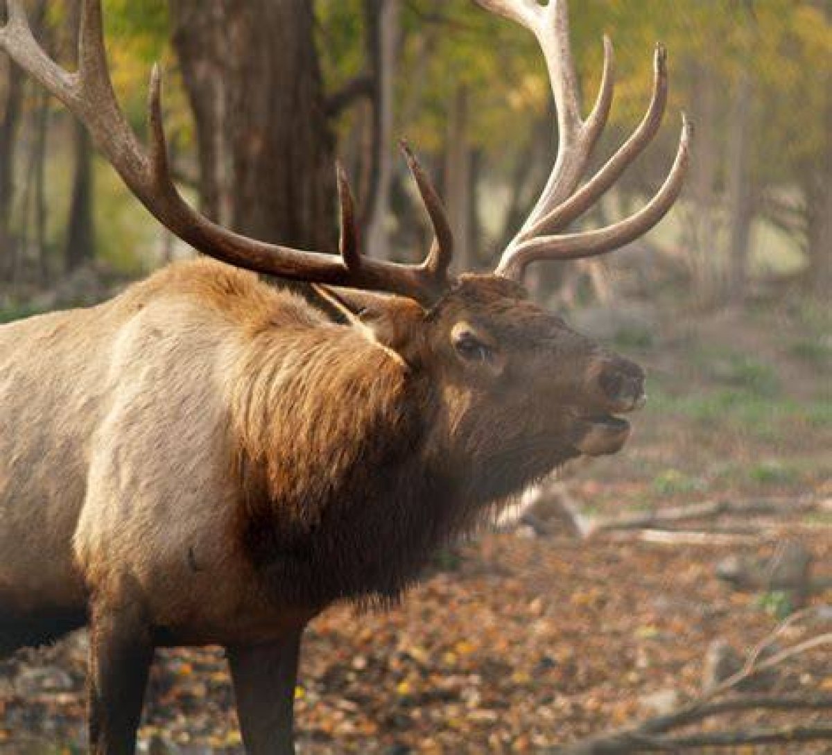 Destination Michigan | Gaylord: Elk Park