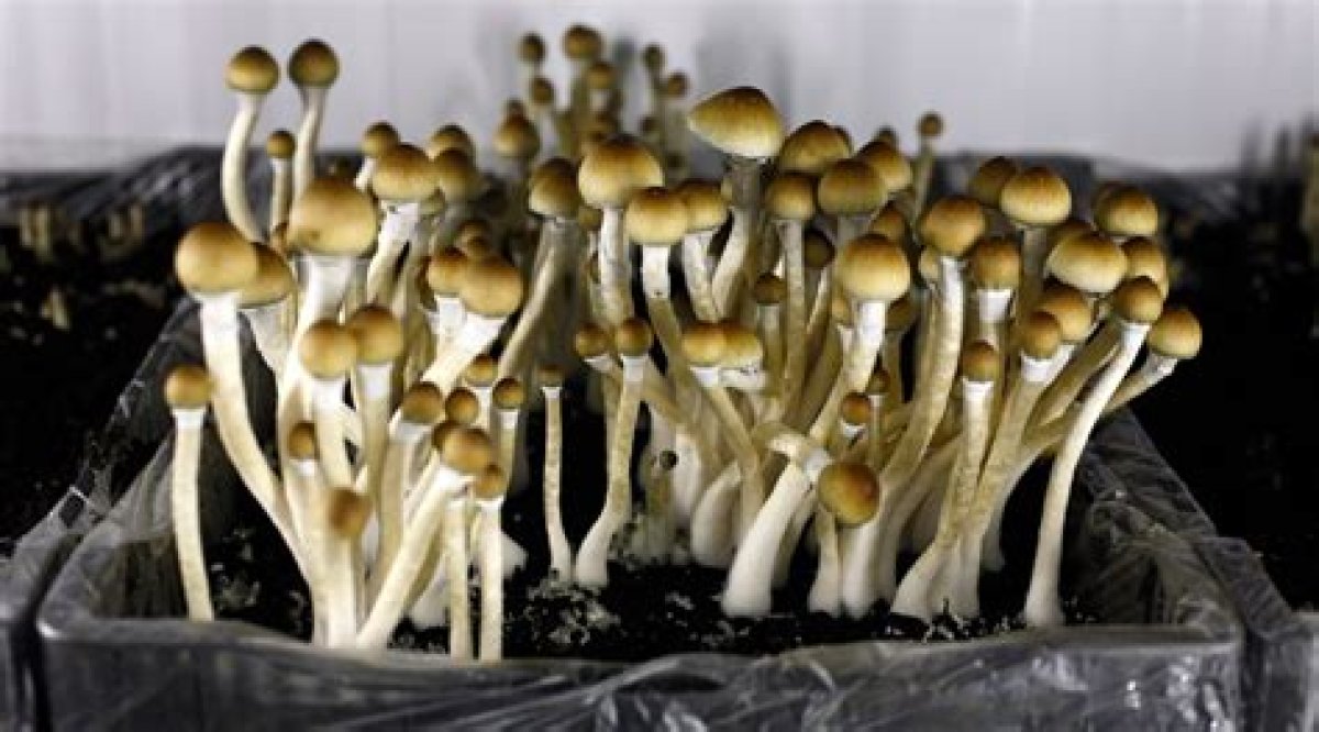 Detroit Just Decriminalized Psychedelics and ‘Magic Mushrooms. ’ Here’s What That Means