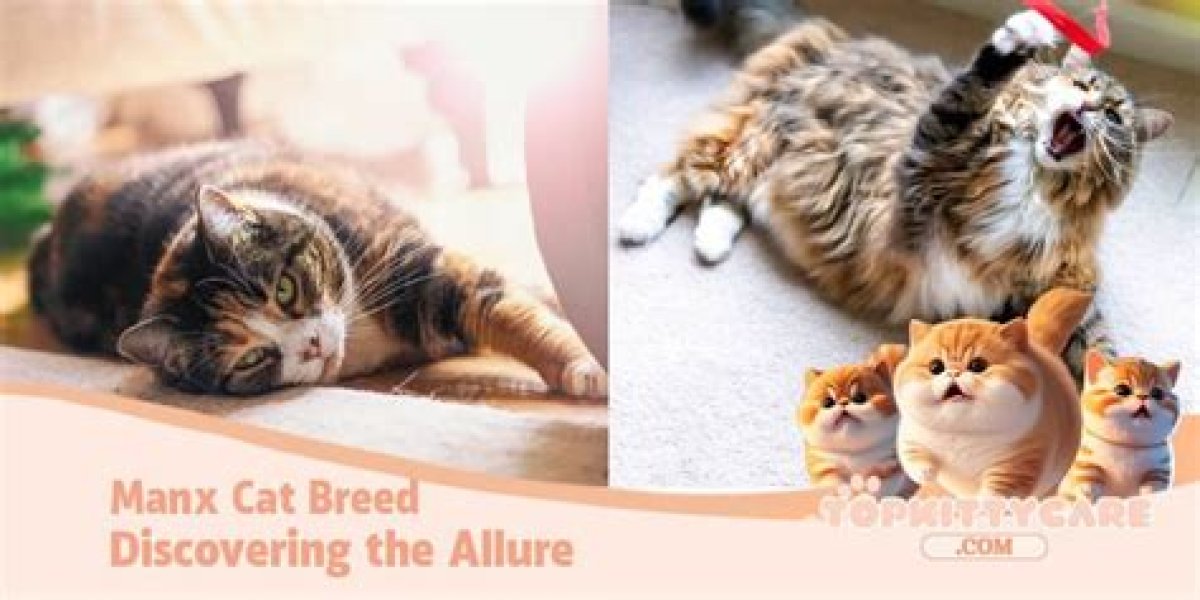 Discovering the Allure of the Chinese Kitty Boyfriend