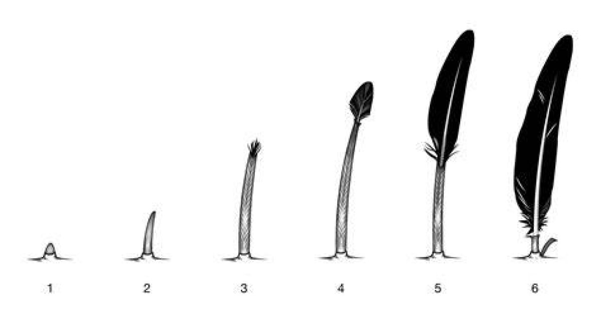 Do Bird Feathers Grow Back?