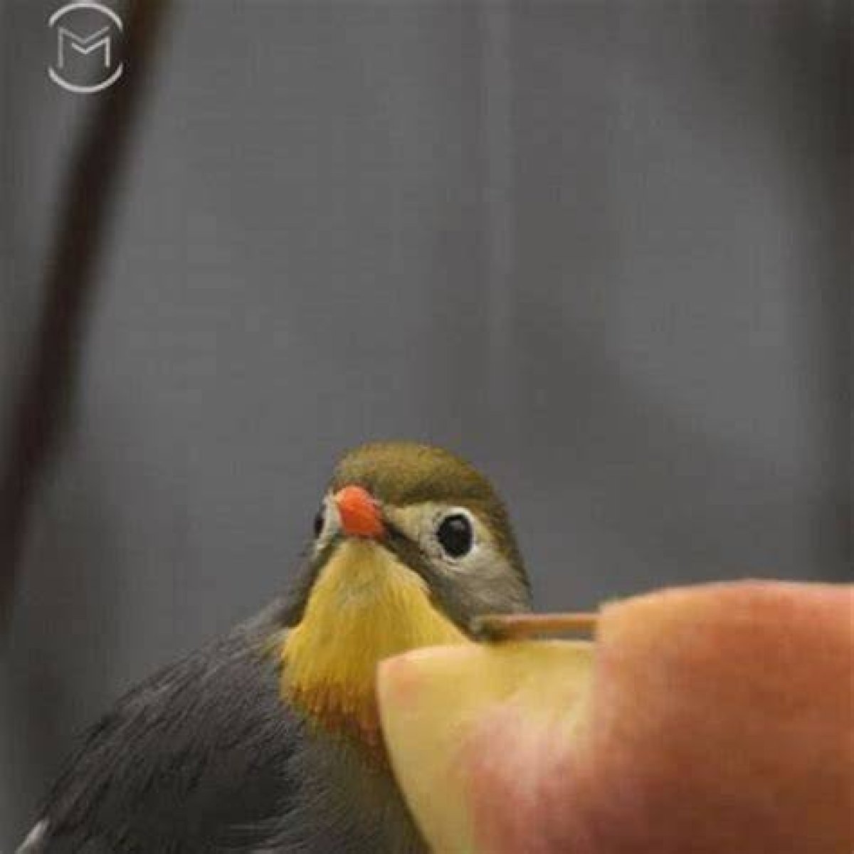 Do Birds Eat Apple Peels?