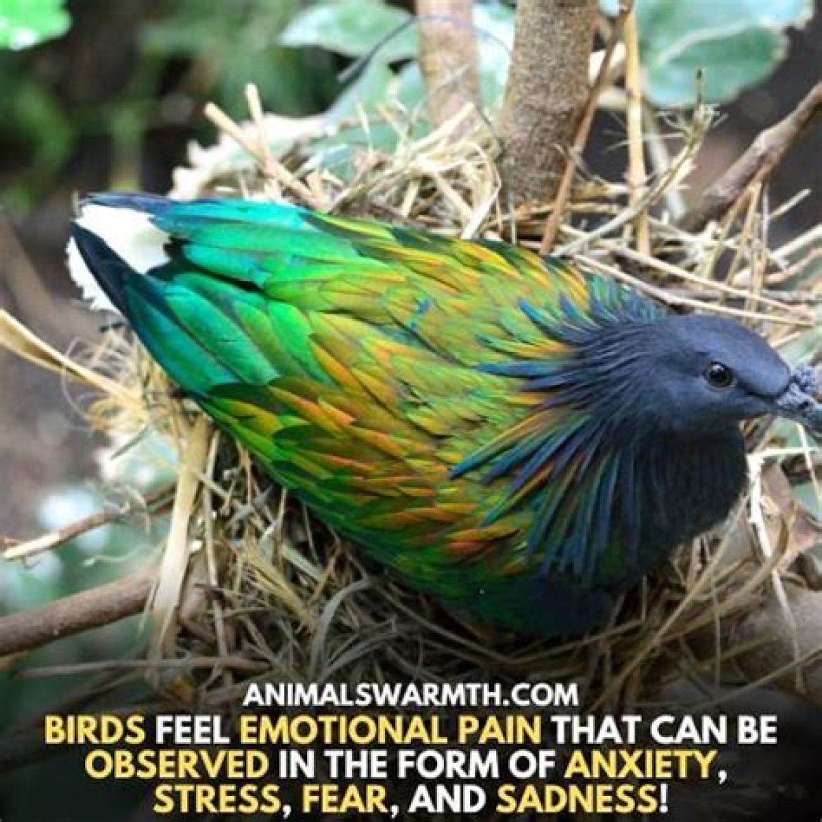 Do Birds Feel Pain? - Kylon Powell
