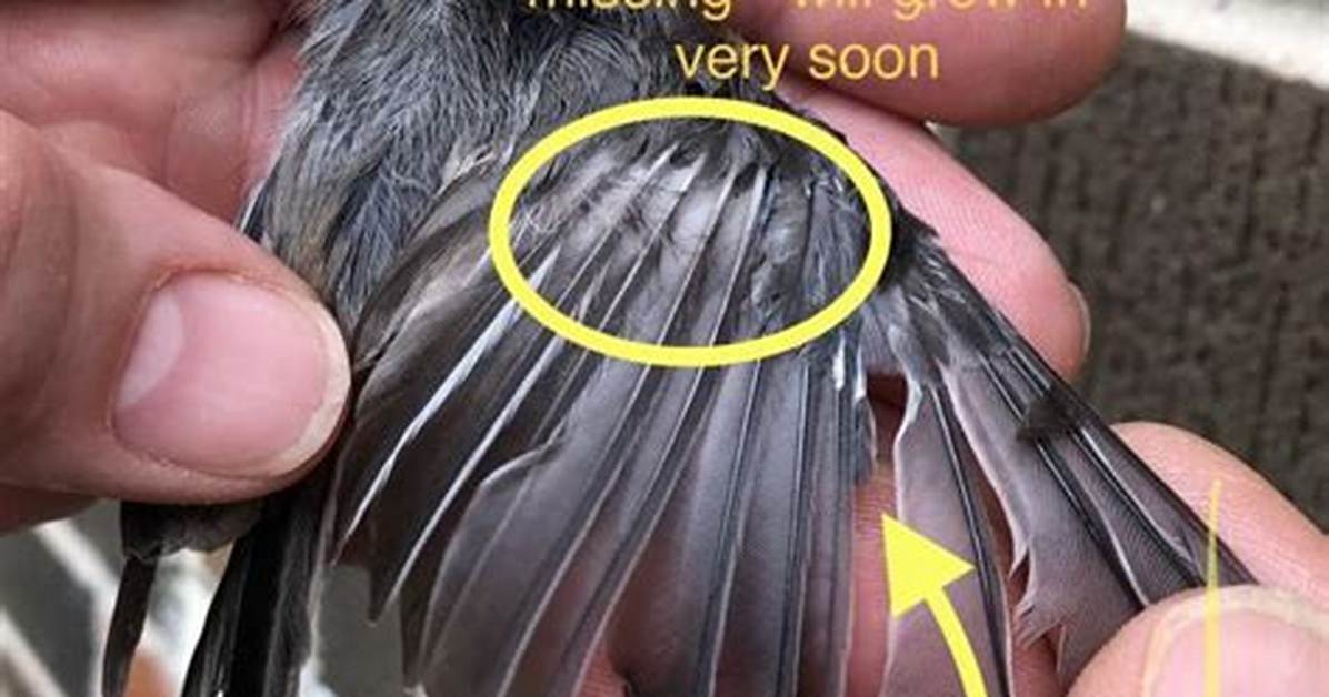 Do Birds Flight Feathers Grow Back?
