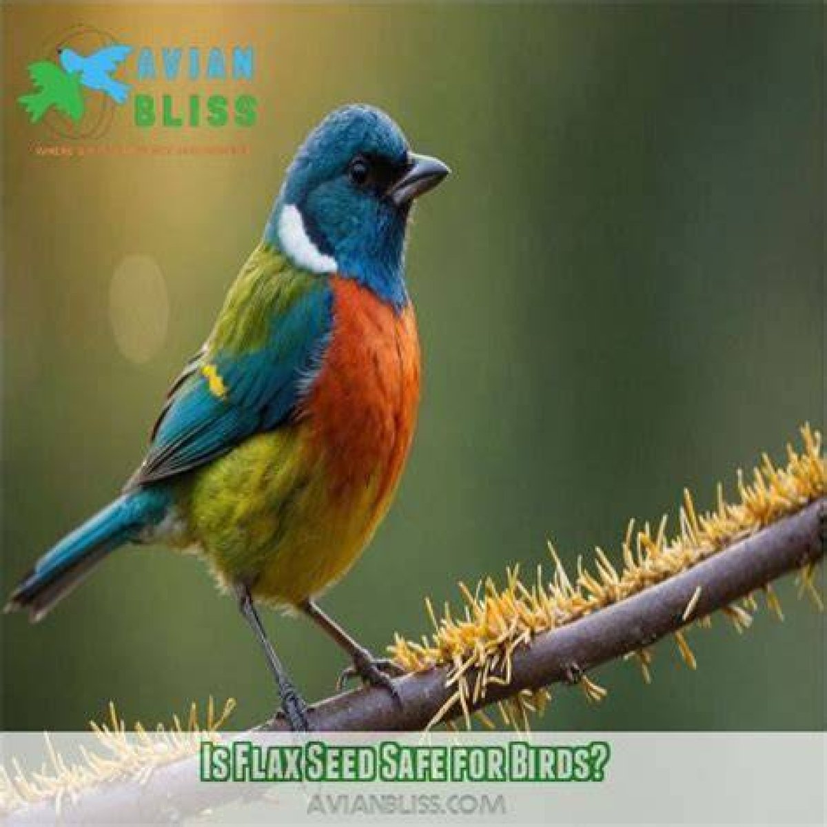 Do Birds Like Flax Seed?