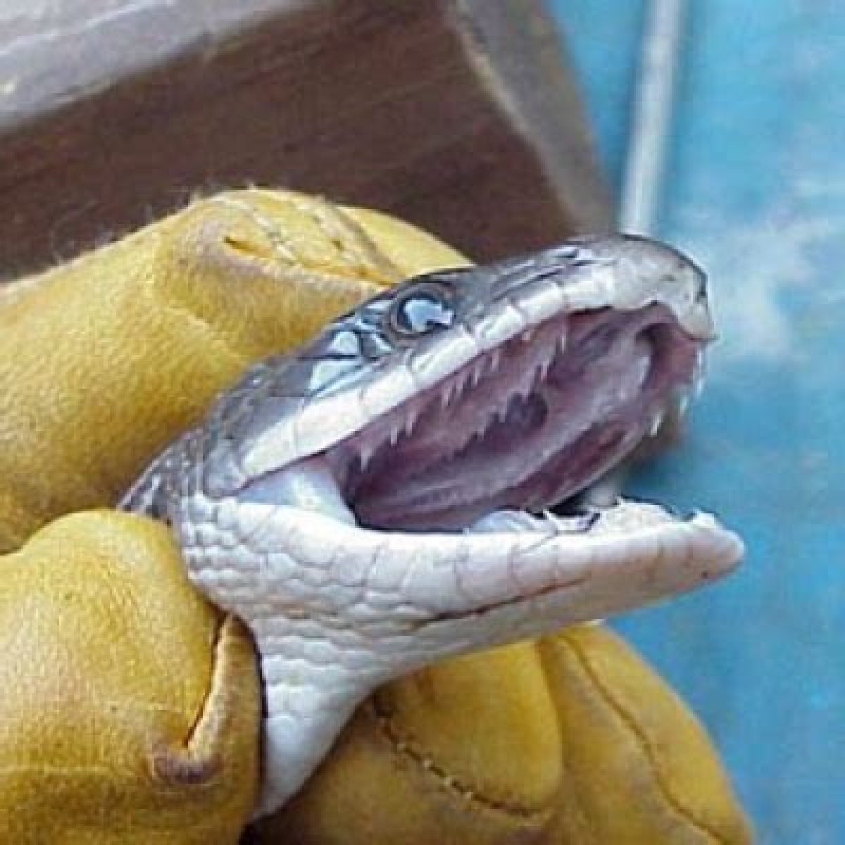Do California King Snakes Have Teeth?