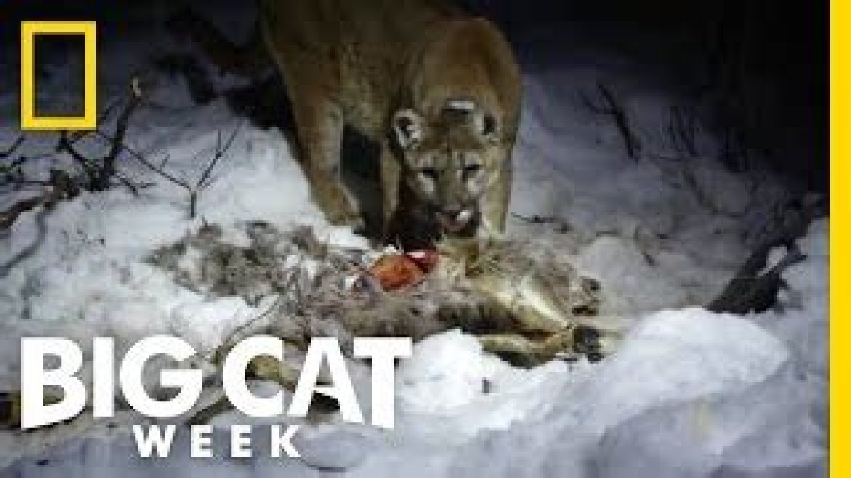 Do Cougars Eat Snakes? - Kylon Powell