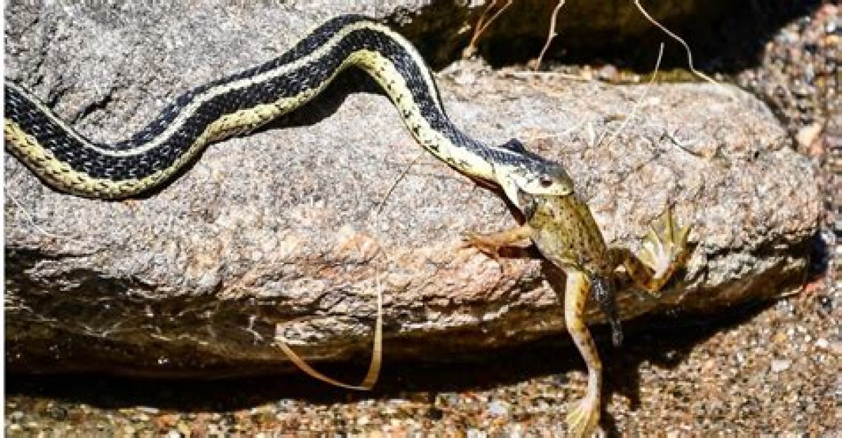 Do Garter Snakes Eat Fish?