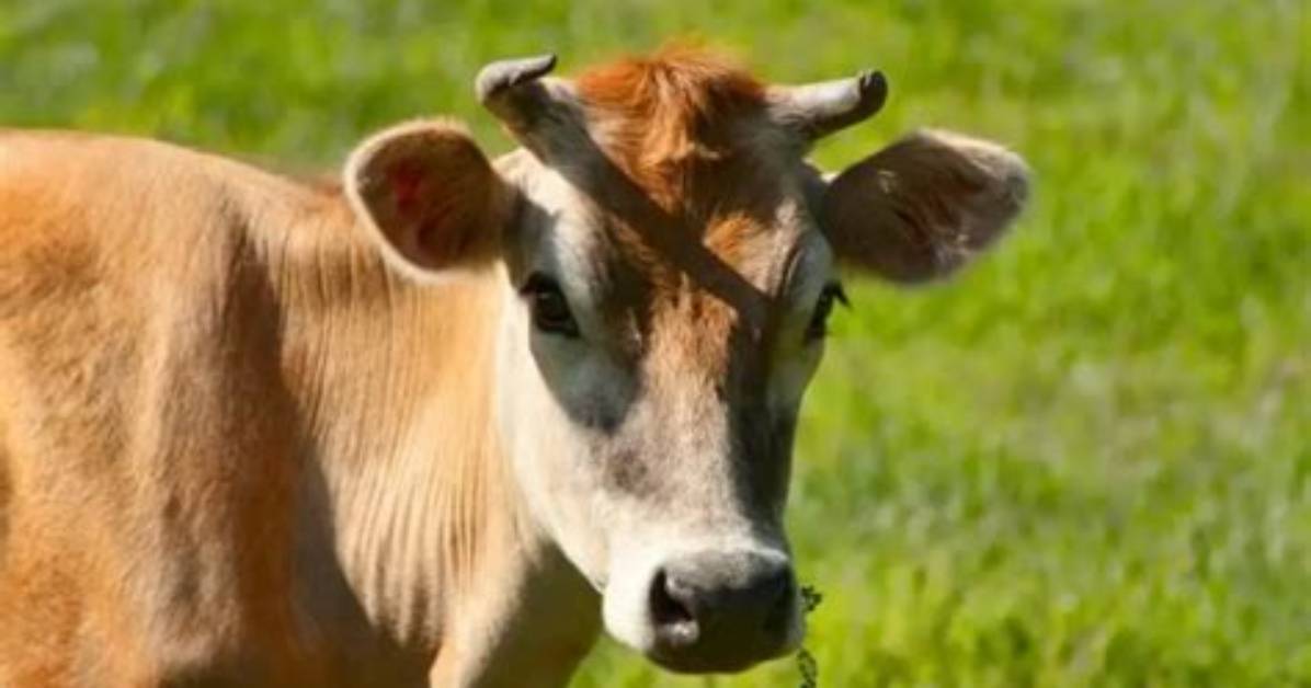 Do Girl Cows Have Horns?