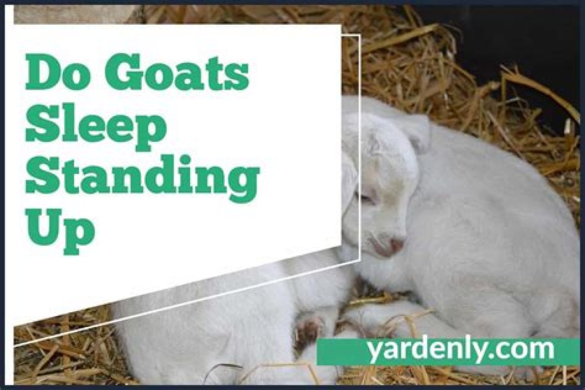 Do Goats Sleep Standing up?