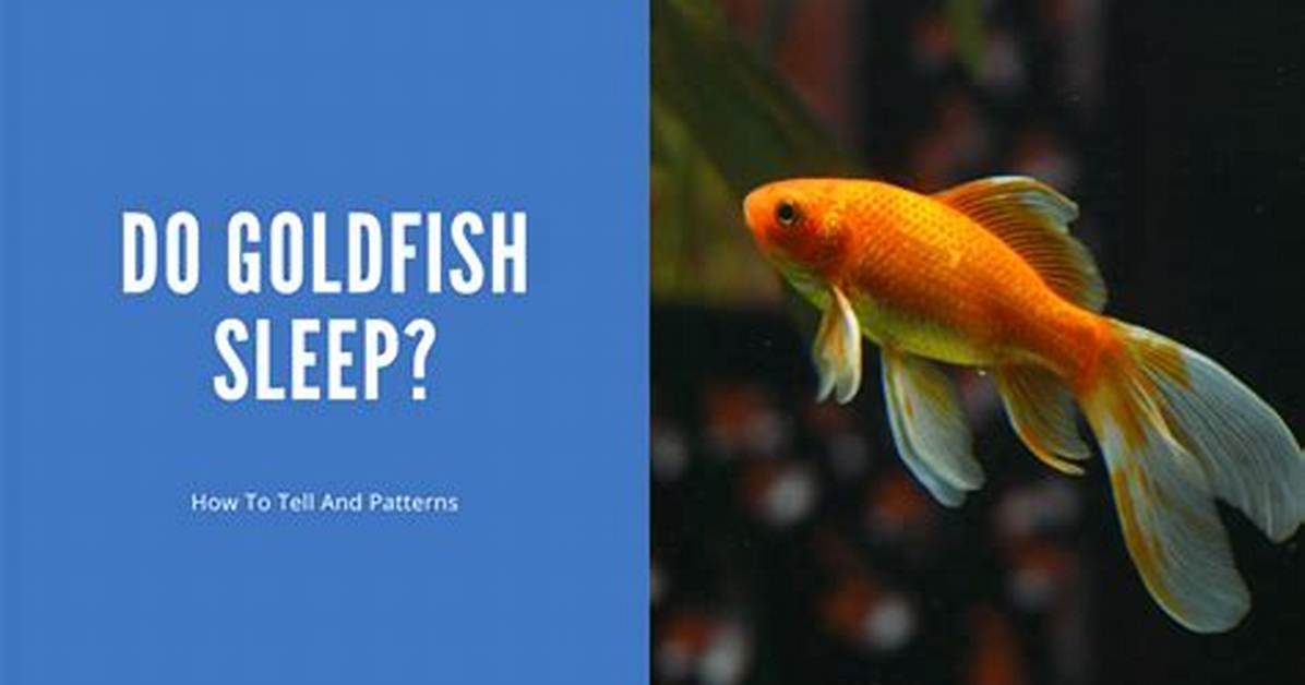 Do Goldfish Sleep Upside Down?