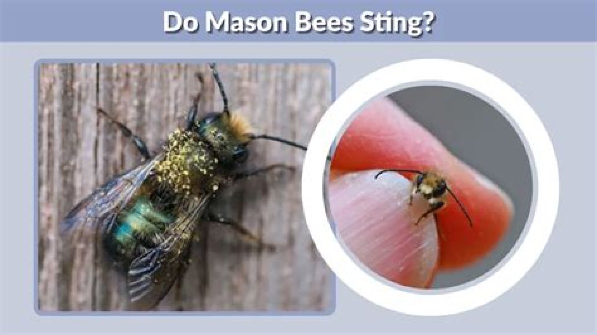 Do Mason Bees Sting? - Kylon Powell
