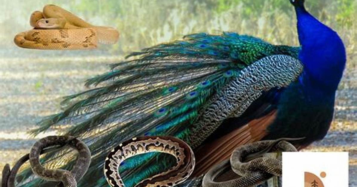 Do Peacocks Kill Snakes? - Kylon Powell