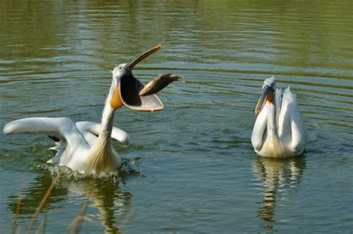 Do Pelicans Eat Birds? - Kylon Powell