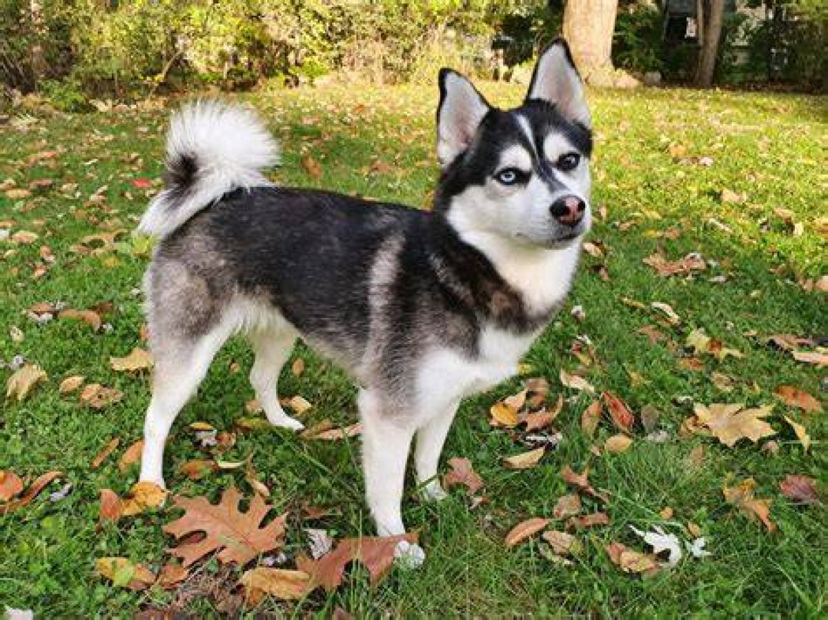 Do Pomskies Get Cold in the Winter?