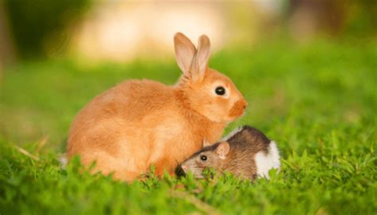 Do Rabbits Attract Mice? - Kylon Powell