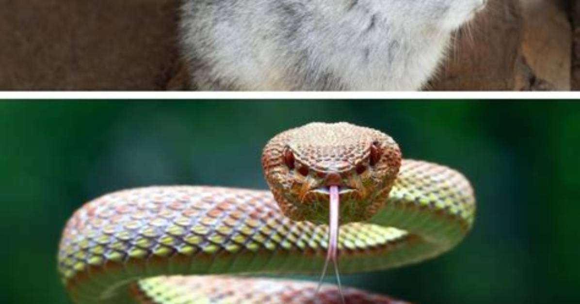Do Rabbits Eat Snakes? - Kylon Powell