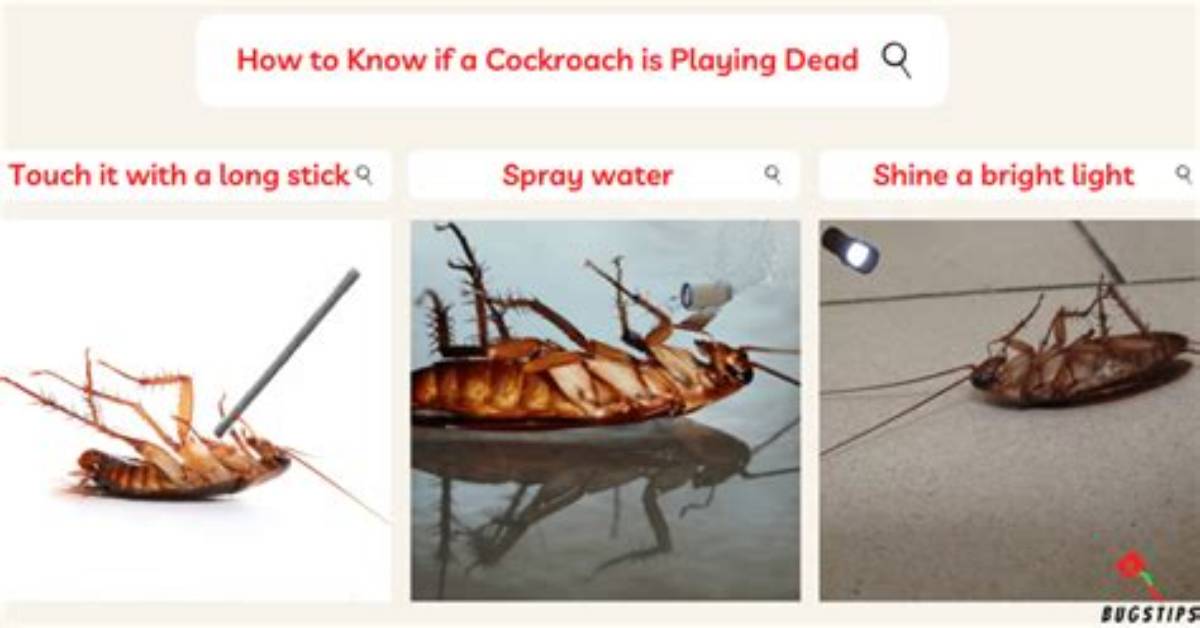 Do Roaches Play Dead?