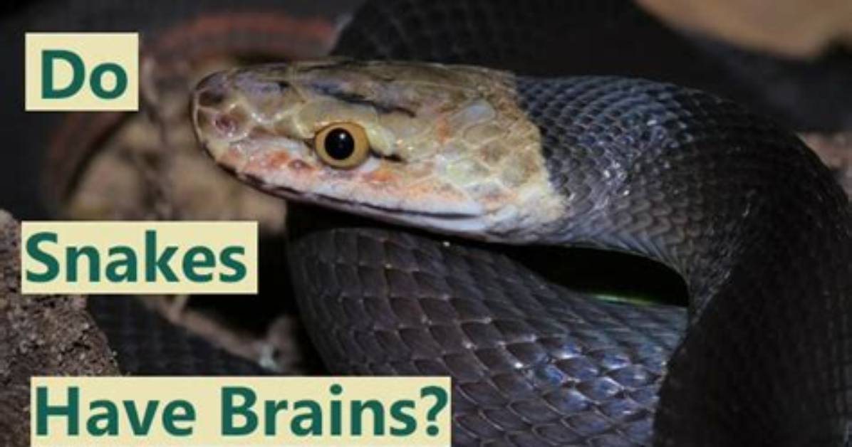 Do Snakes Have a Brain?