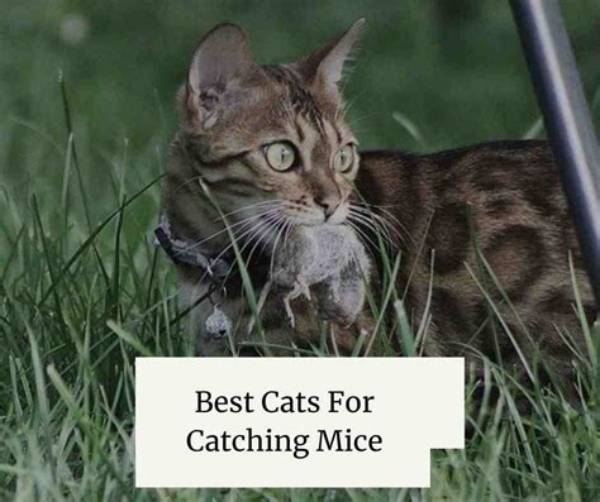 Do Sphynx Cats Catch Mice?