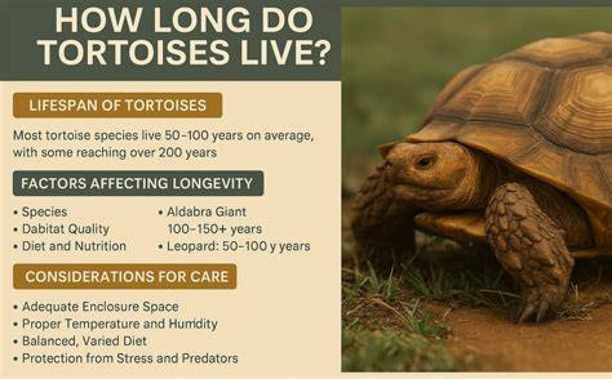 Do Tortoises Need Friends?