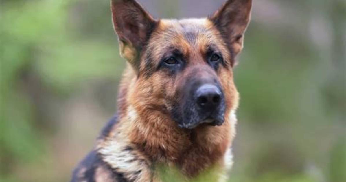 Doc for a German Shepherd for Short