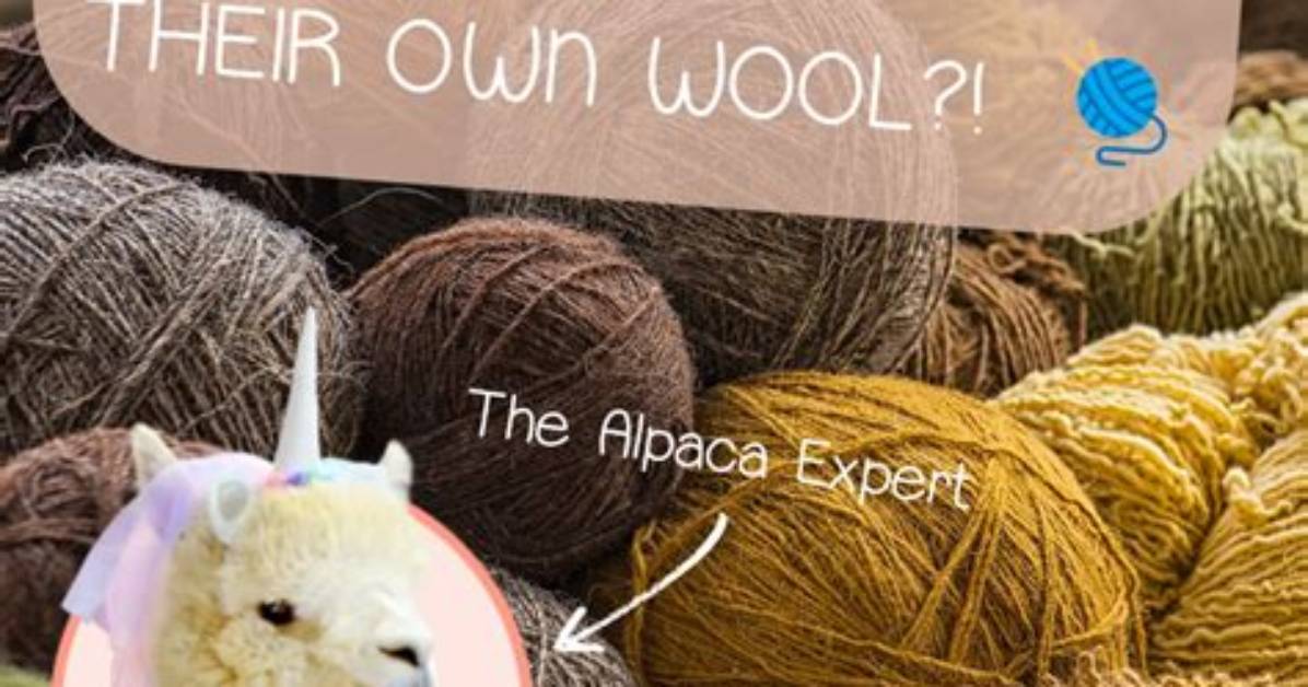 Does Alpaca Itchy Like Wool?