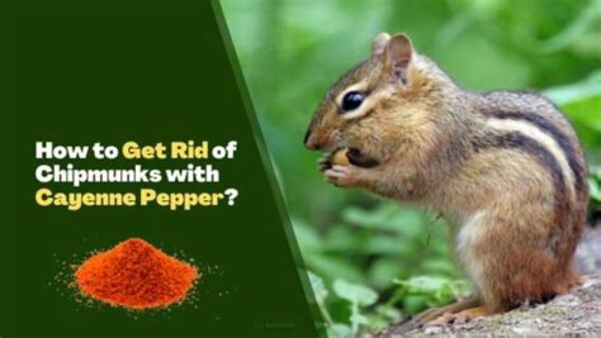 Does Cayenne Pepper Get Rid of Chipmunks?
