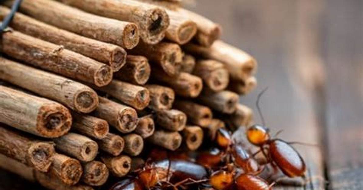 Does Cedar Repel Roaches? - Kylon Powell
