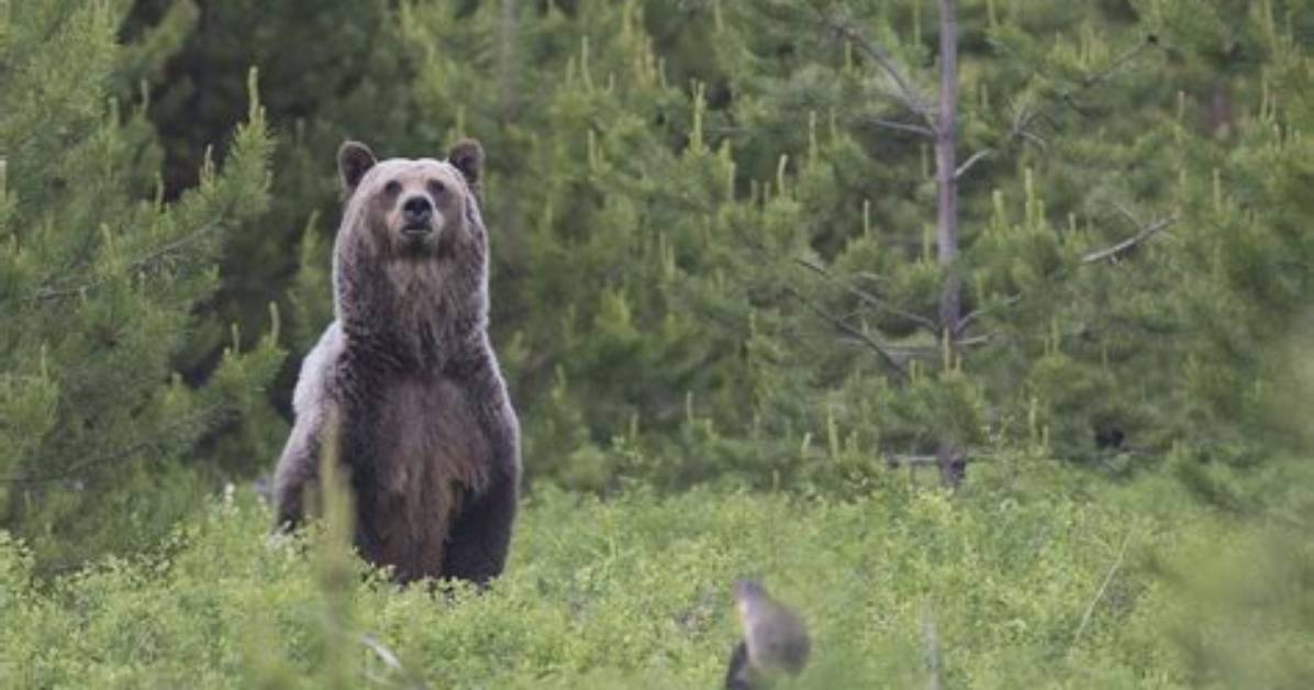 Does Colorado Have Grizzly Bears?