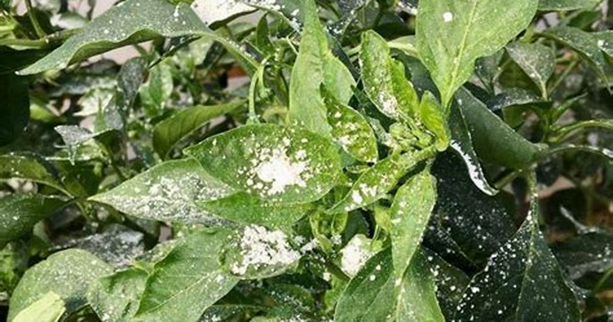Does Diatomaceous Earth Kill Aphids?