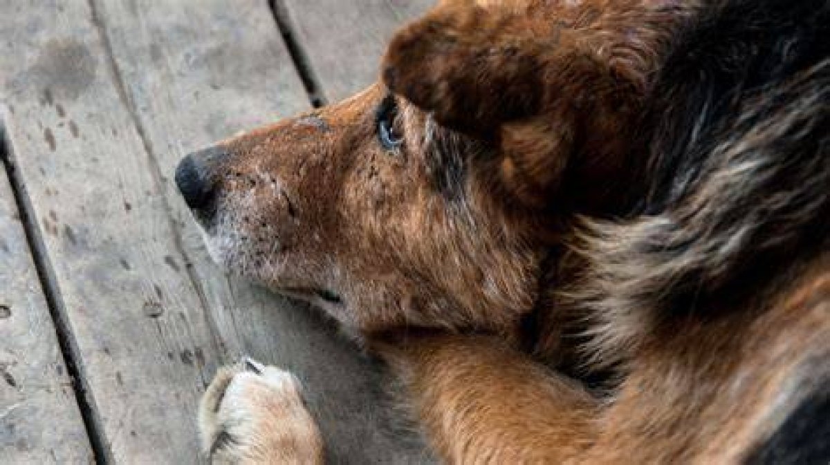 Does Mercy the Dog Die in the Last of Us Episode 1?